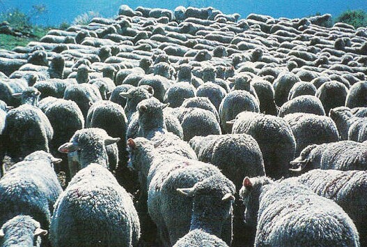 troupeau moutons merinos