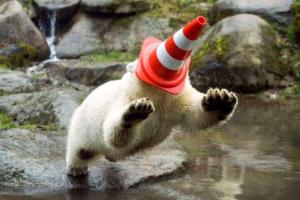 Polar-Bear-158431759626