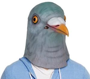 pigeon