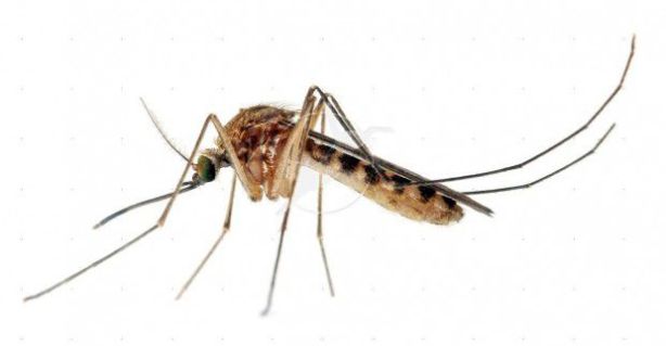 mosquitoes_culex-mosquito-white-background-e1435850078812