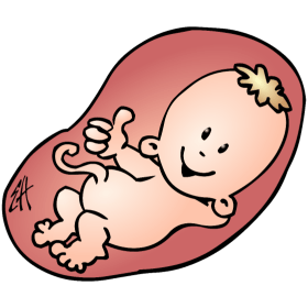 baby-belly-png-baby-in-its-mothers-pregnant-belly-full-color-print-280